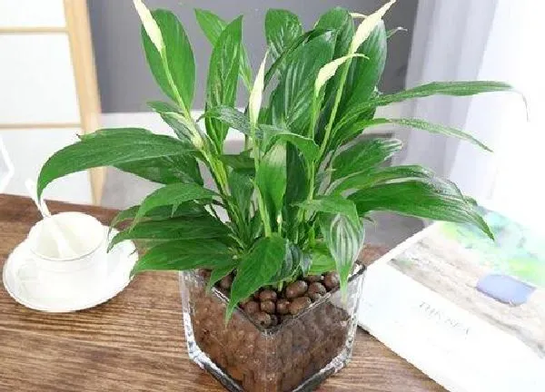 养殖科普|一帆风顺怕晒吗 怕阳光晒吗