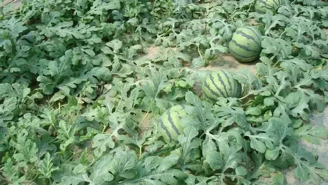 种植管理|为什么种过西瓜的地不能再种，种植西瓜对土地的危害）