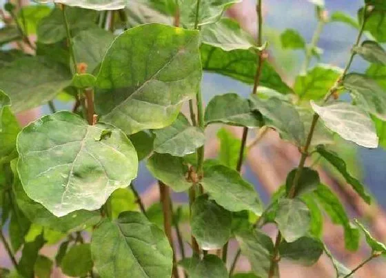 掉叶子|茉莉花干叶掉叶怎么回事 叶子干枯掉落原因