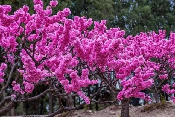 植物种类|榆叶梅是乔木还是灌木 属于什么类植物