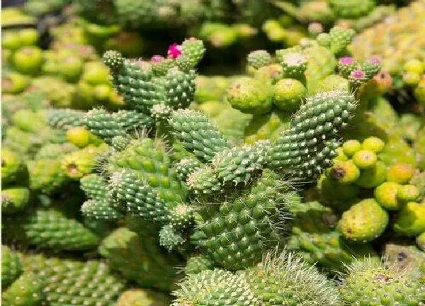 植物浇水|仙人掌冬天怎么浇水