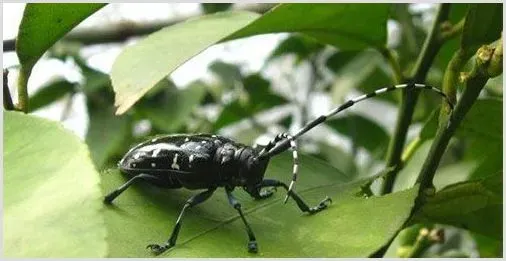 柑橘天牛的综合防治方法 | 种植施肥