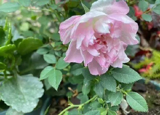 植物种类|月季花是被子植物吗