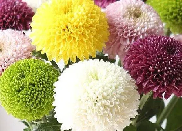 植物浇水|乒乓菊多久浇一次水比较好 间隔几天浇水好
