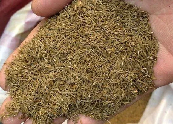 植物百科|蒲公英有种子吗