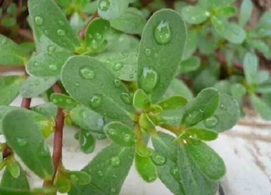 植物百科|长命草又叫什么草