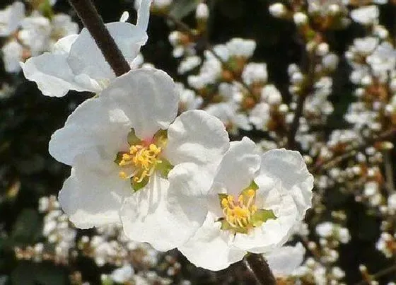 花语|梅花代表什么花语