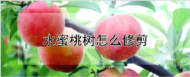 水蜜桃树怎么修剪 | 耕种资料