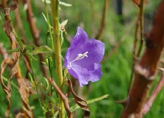 植物香味|桔梗花有香味吗