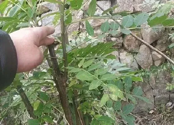 植物修剪|香椿树什么时候剪枝最好