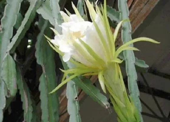 开花时间|霸王花什么时候开花 开花时间与寓意