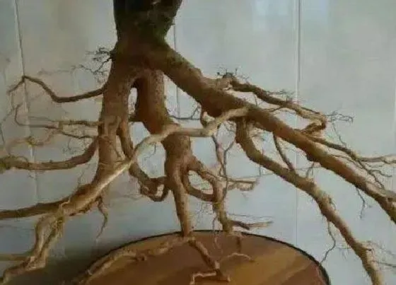 植物种类|甘木是什么树（图） 属于什么植物