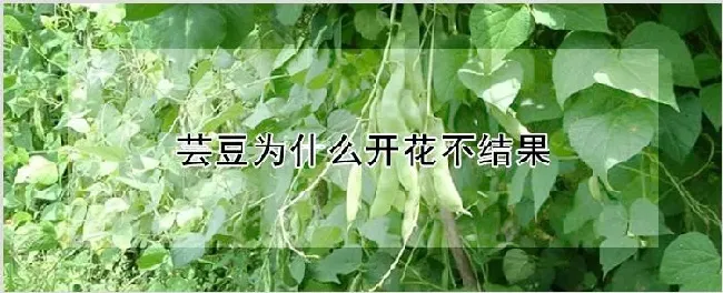 芸豆为什么开花不结果 | 自然知识