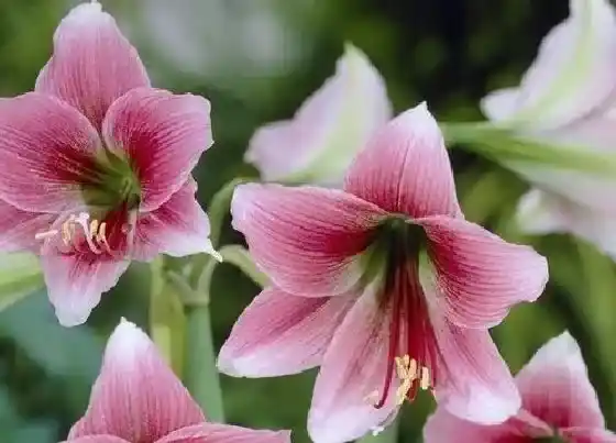 花语|什么花代表富贵吉祥