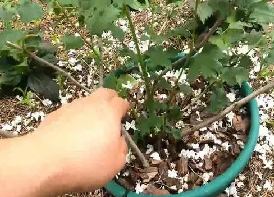 植物修剪|木绣球怎么修剪方法