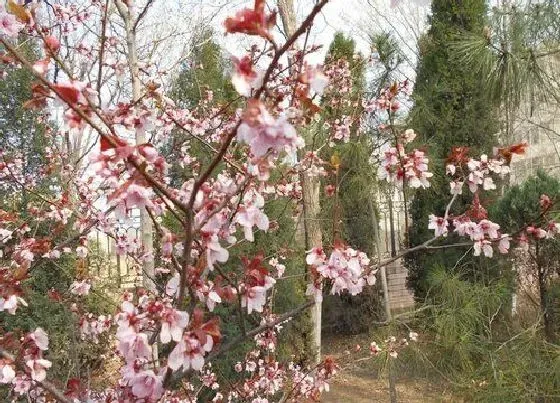 植物百科|紫叶李开花吗 开花什么样子