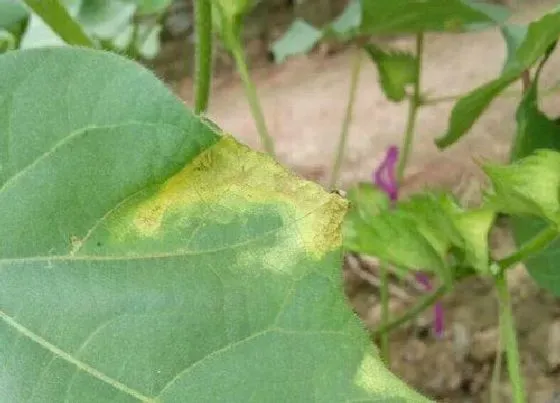 植物病害|棉花黄叶病的原因及治疗处理方法