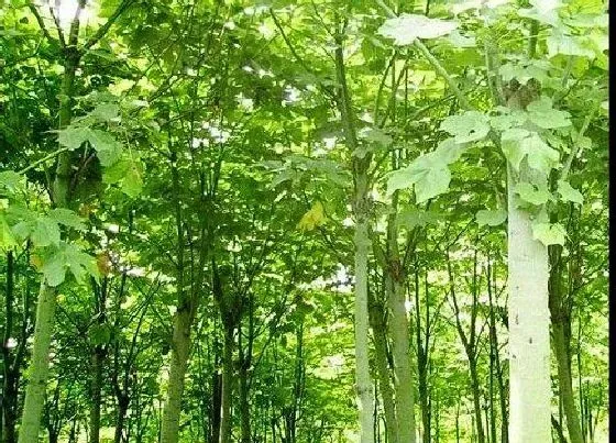 植物修剪|梧桐树什么时候剪枝合适