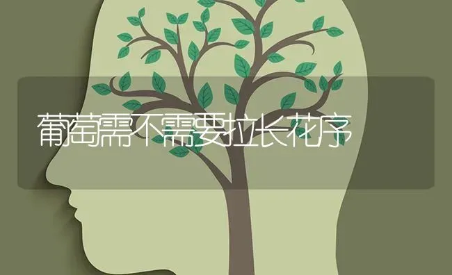 葡萄需不需要拉长花序 | 瓜果种植