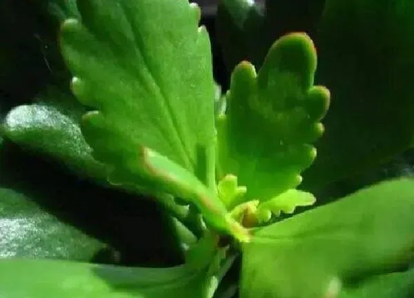 养殖方法|厚脸皮可以水培吗 厚脸皮植物水培方法