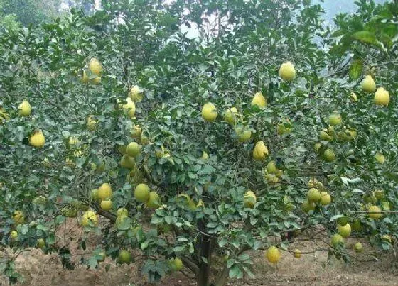 种植管理|柚子的生长周期是多长时间