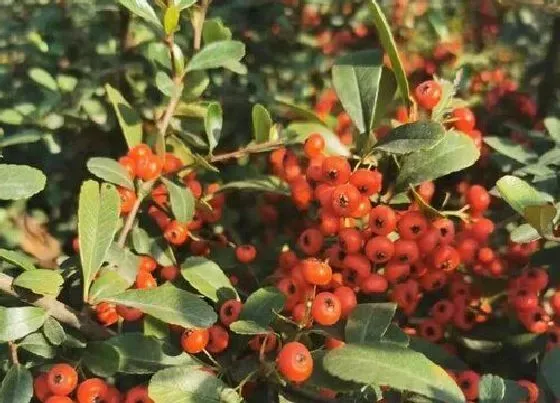 植物百科|冬青开花吗 养几年的冬青才能开花