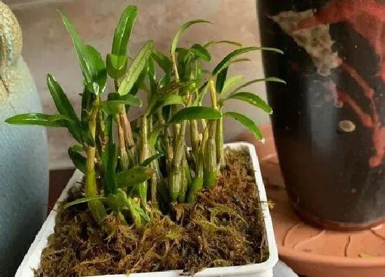 植物排行|石斛品种排名