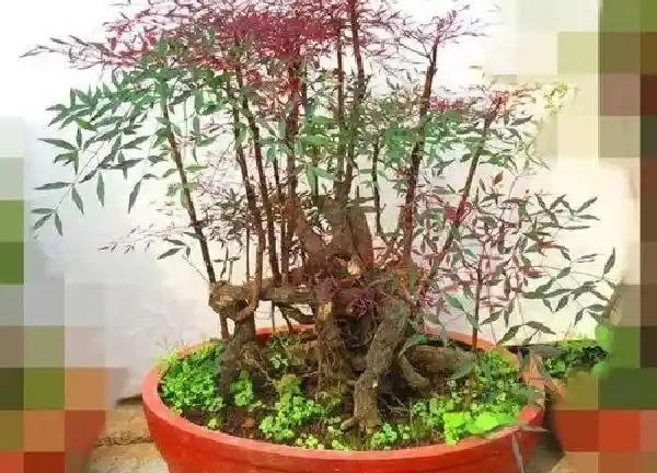 养殖方法|南天竹盆栽的室内养殖方法（南天竹种植注意事项介绍）