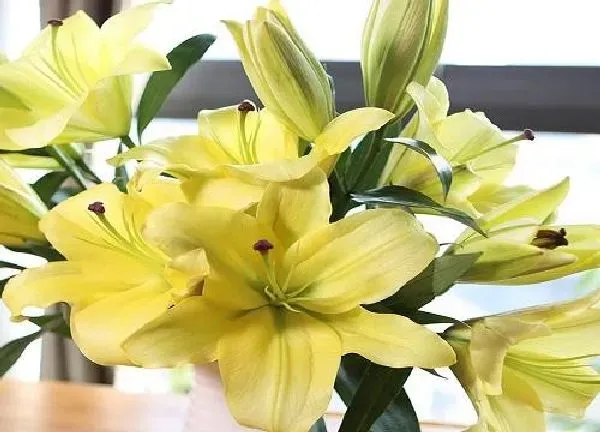 养殖科普|百合花好养活吗