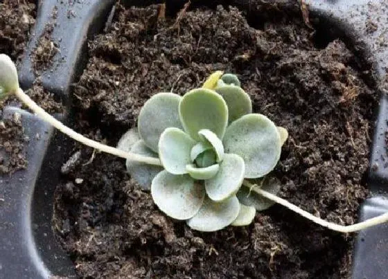 植物繁殖|子持莲华怎么繁殖方法和注意事项