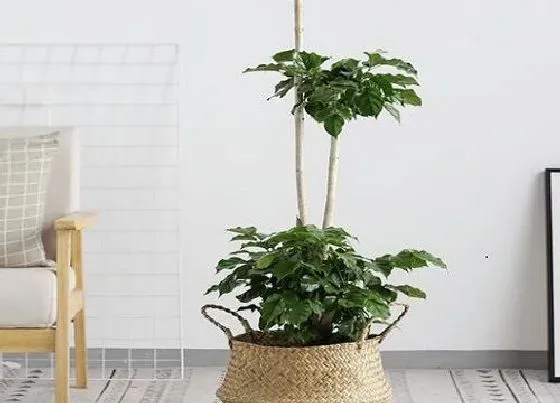 植物修剪|幸福树几月份剪枝最好 修剪最佳季节