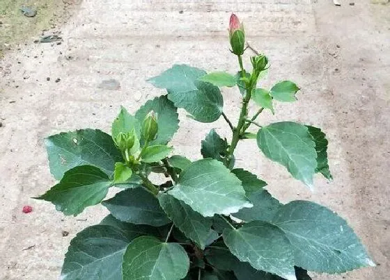 叶子|桑叶茶是什么树的叶子