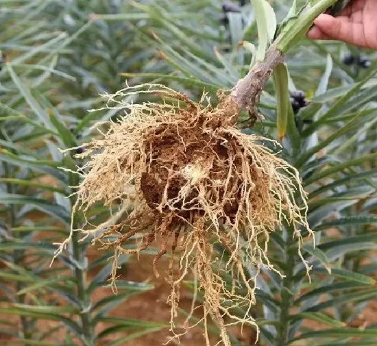 植物播种|百合花怎么留种子 自己收集与获得种子方法