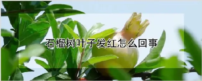 石榴树叶子发红怎么回事 | 种植资料