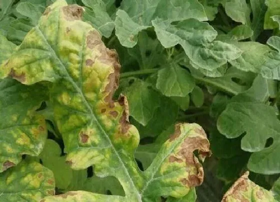 植物病害|西瓜花叶病症状及防治方法