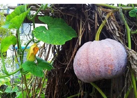 植物种类|哪个品种的南瓜最香且面甜 口感好吃的南瓜品种