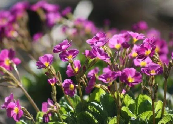 生长环境|酢浆草开花温度多少度