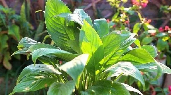 植物浇水|白掌多久浇一次水 浇水时间与频率