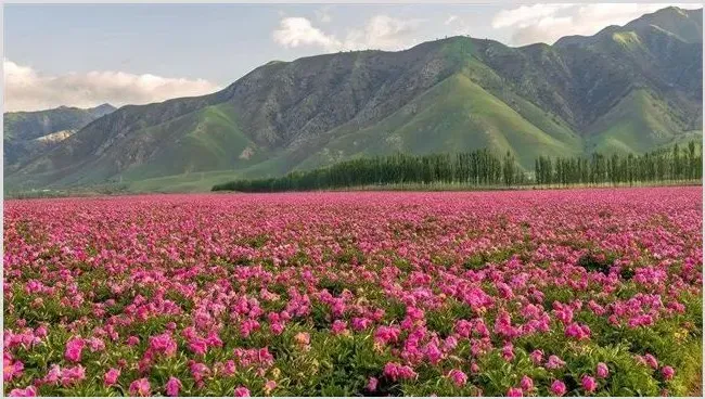 芍药的种植技巧 | 农业技术