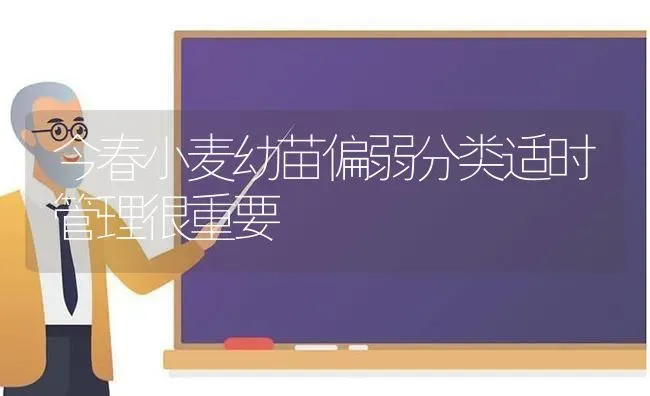今春小麦幼苗偏弱分类适时管理很重要 | 粮油作物种植