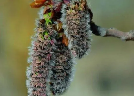 植物百科|白杨树会开花吗 在什么时候开花