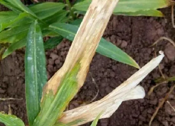 植物病害|生姜花叶病症状及防治方法