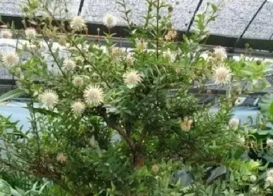 叶子|水杨梅冬天落叶吗（水杨梅盆景冬季的养护技巧）