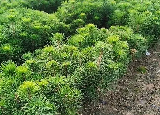 植物百科|云南松属于什么植物类型