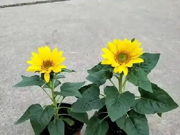 养殖科普|矮向日葵一盆种几颗合适