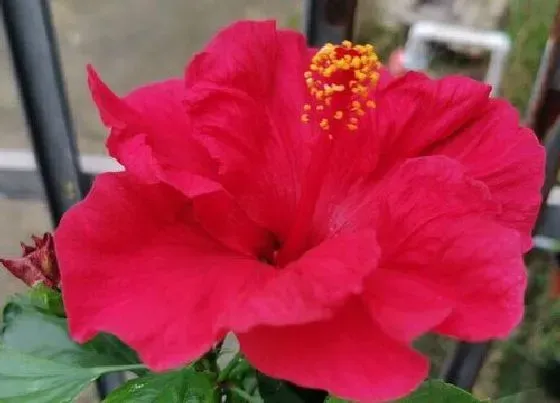 植物百科|扶桑花有几种颜色 分别都有什么颜色