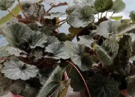功效常识|虎耳草的功效与作用