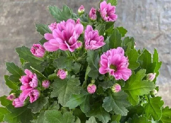 养殖科普|美人菊喜欢阳光吗