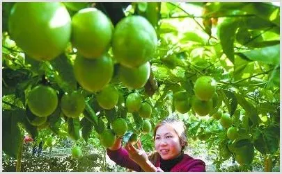 百香果果园冬季防冻措施介绍 | 种植技术
