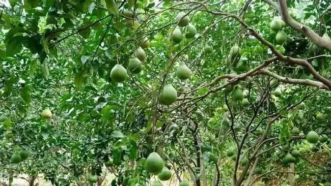 种植管理|柚子树掉果严重怎么办，柚子树结果后容易掉怎样防治）